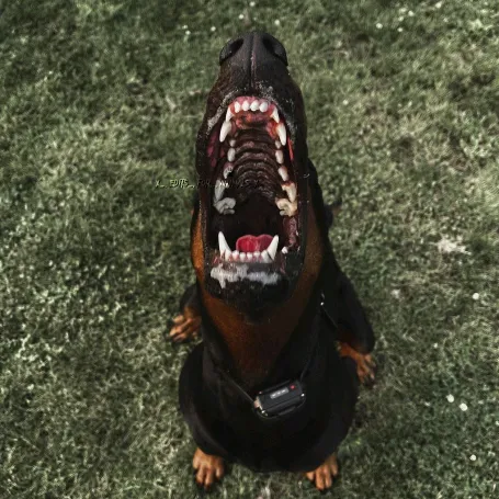 🌹𝓪𝓷𝓲𝓶𝓪𝓵𝓼 𝓺𝓾𝓮𝓮𝓷🌹