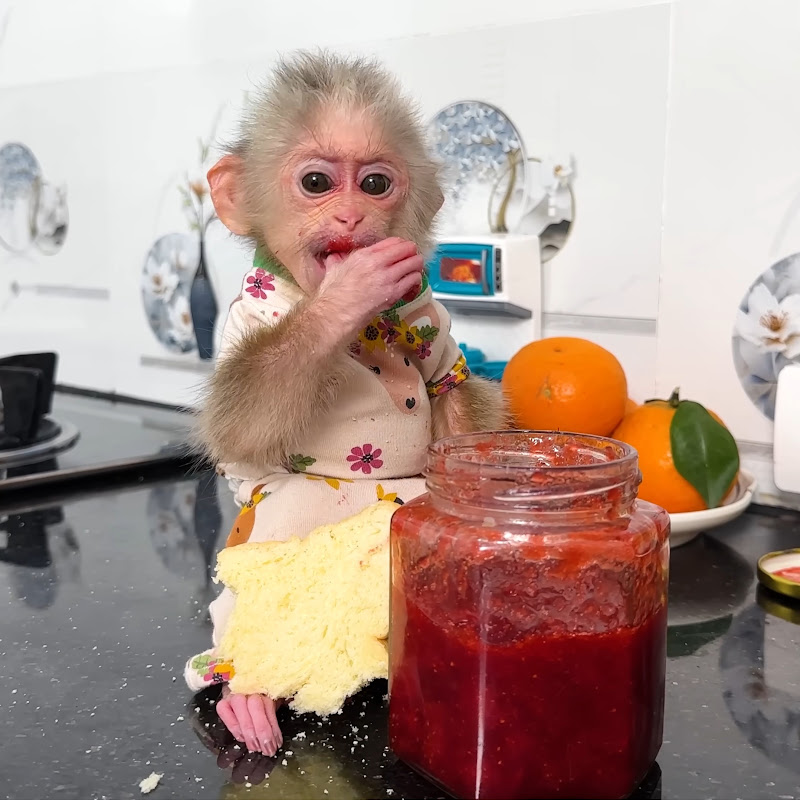 Monkey Lala