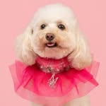 Dog friendly hikes, travel & training