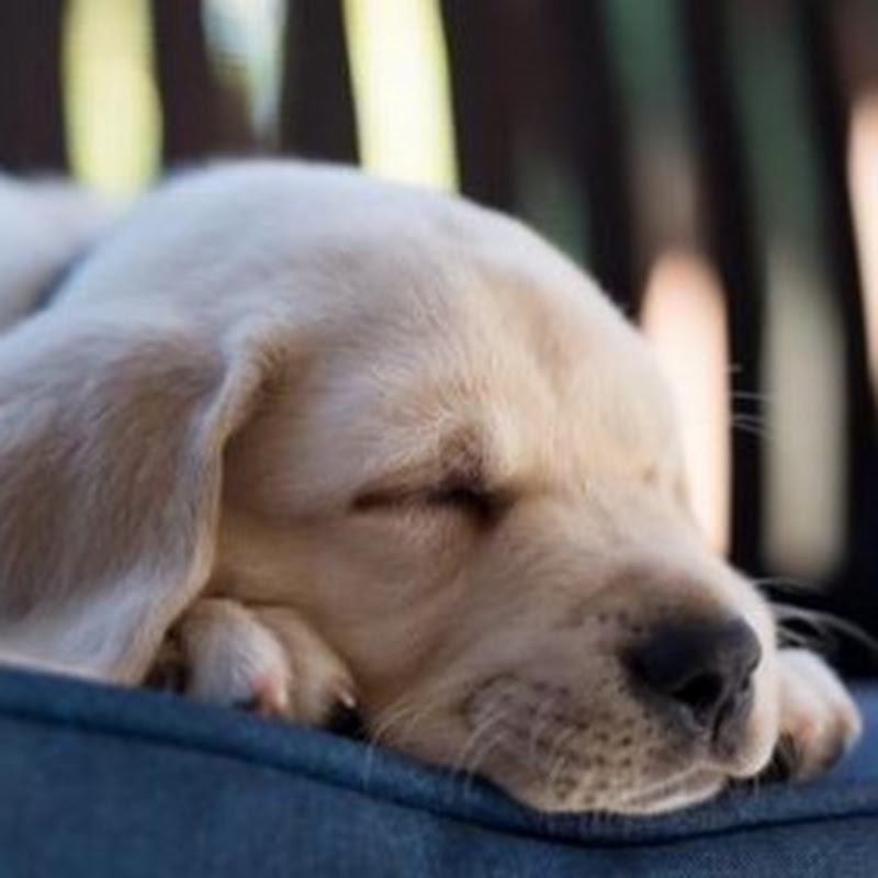 Sleep Bro