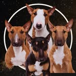 Shine from Space Bulls FCI