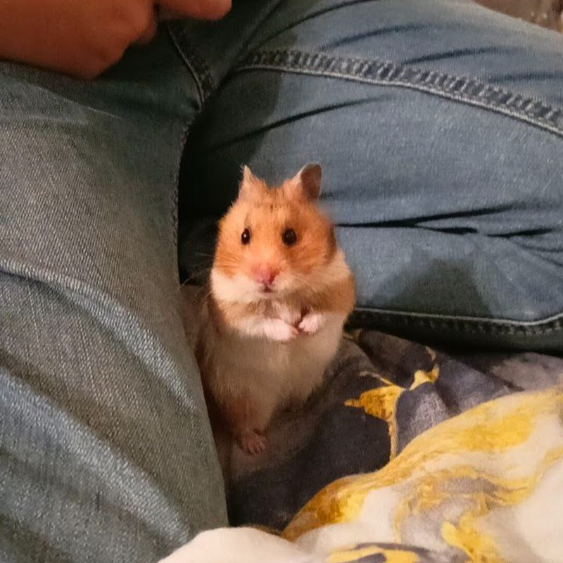 Mister Leftyk