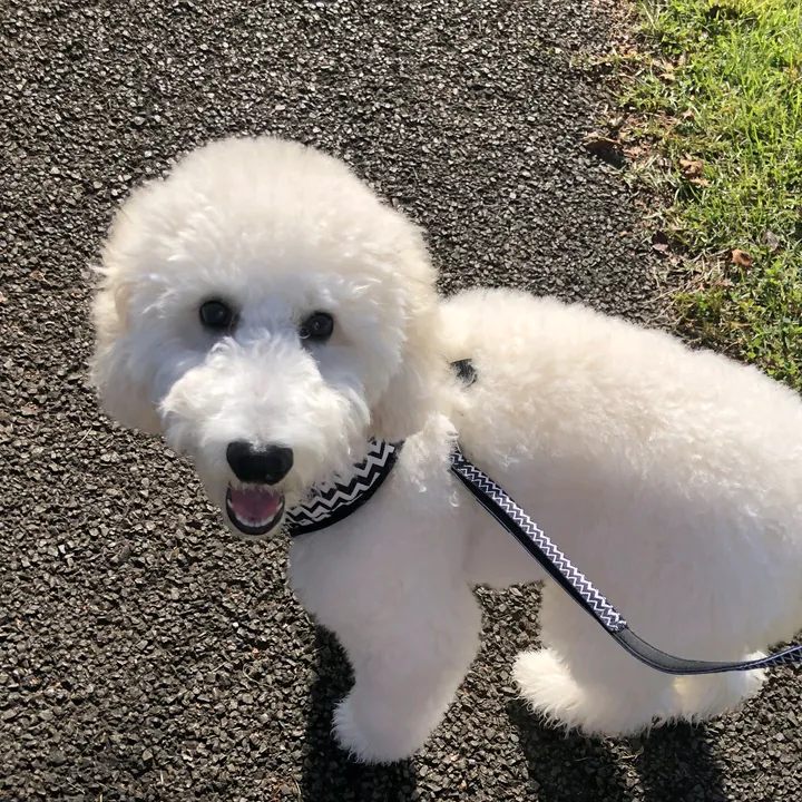 スタンダードプードルのルナ