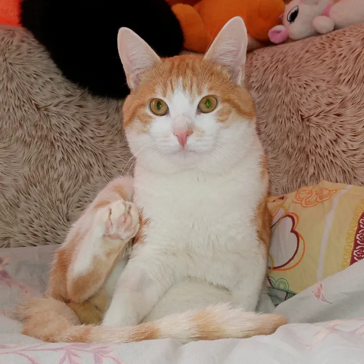 Oksanchik🦊