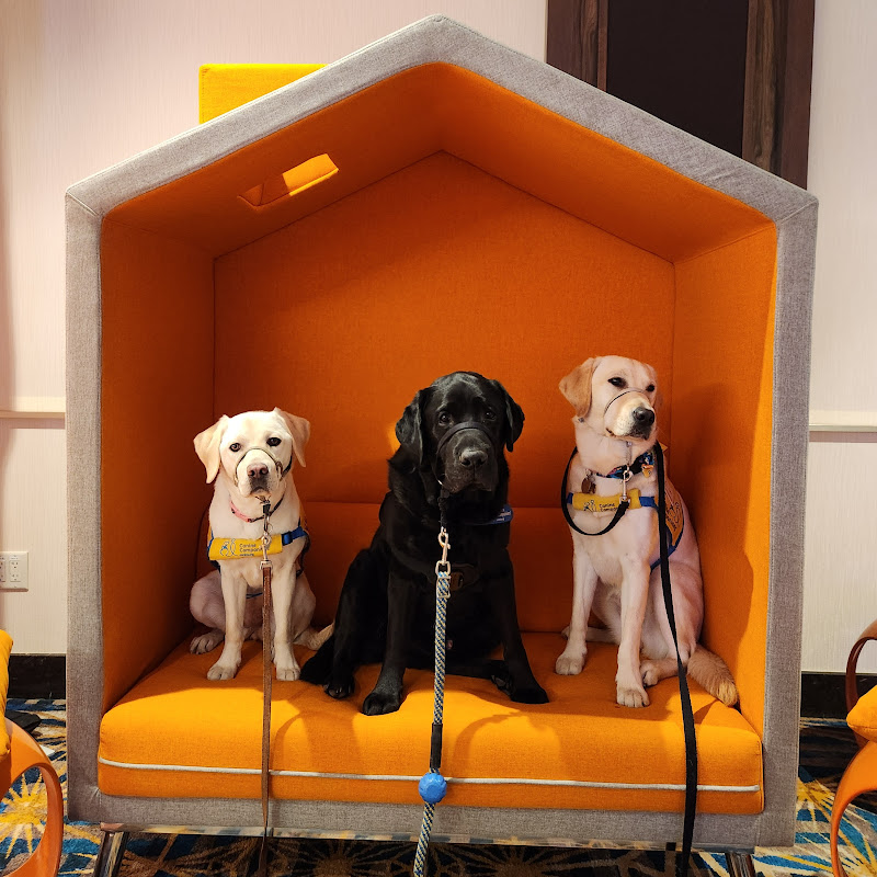 My Service Dogs Vlog