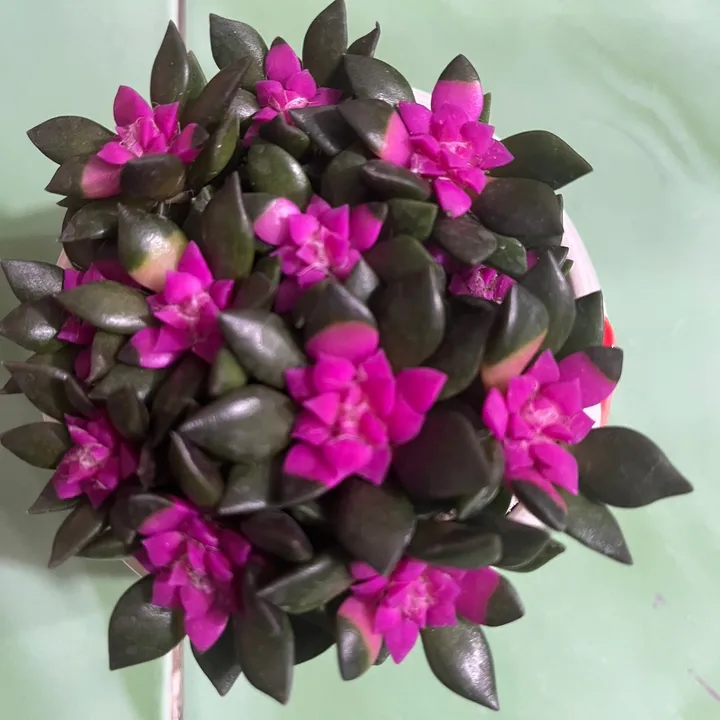 ASMR bột