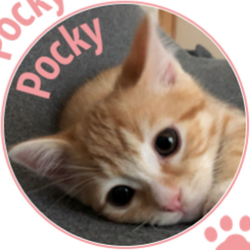 ときドキ猫