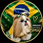ABella Shihtzu