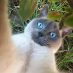 Isís | Siamese Cat