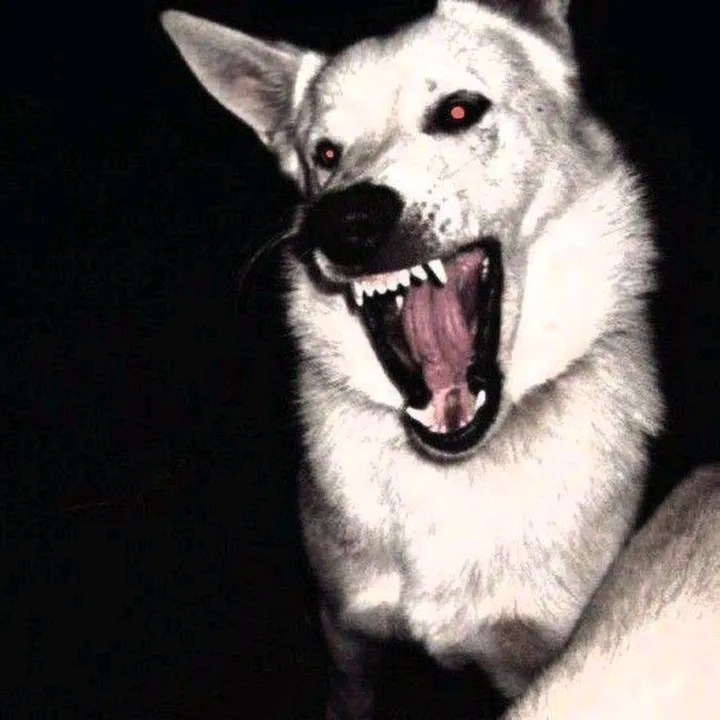 𝐑𝐮𝐧𝐞
