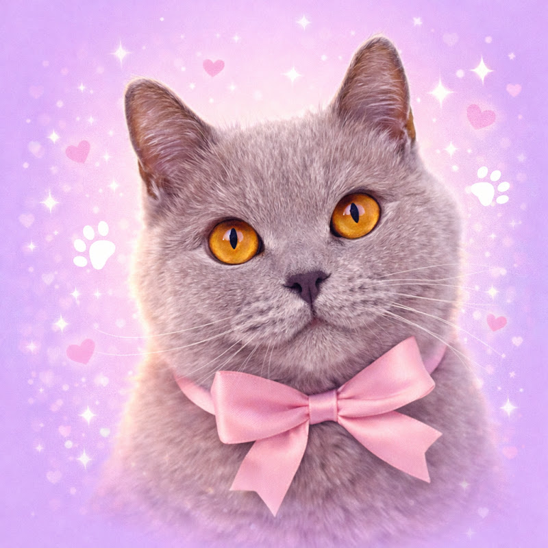 CrazyCat | Misia 🐾