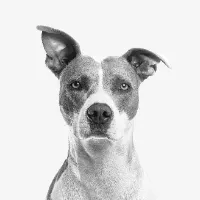 paw