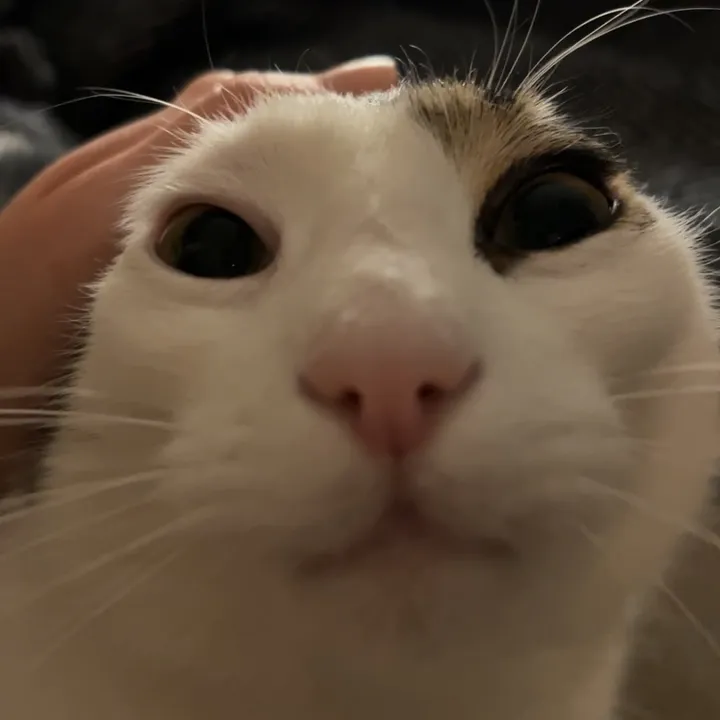 Pési 😺