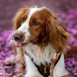 Nelly Welshspringer