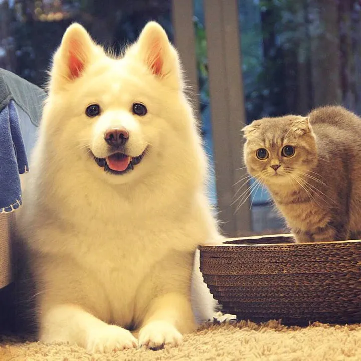 Family Pets
