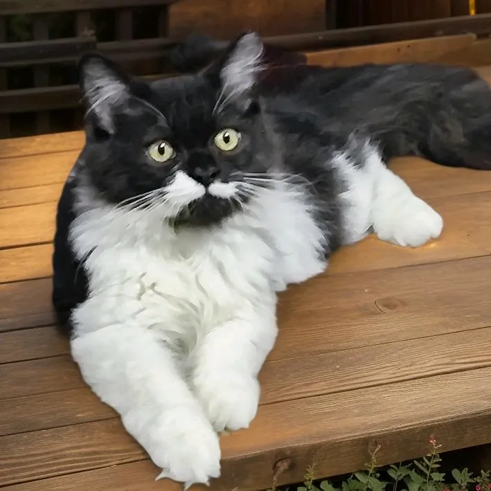 MORPHEUS