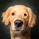 KoDoggo