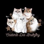 Bertille & les britinfiny’s cats ✮
