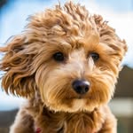 Scottie