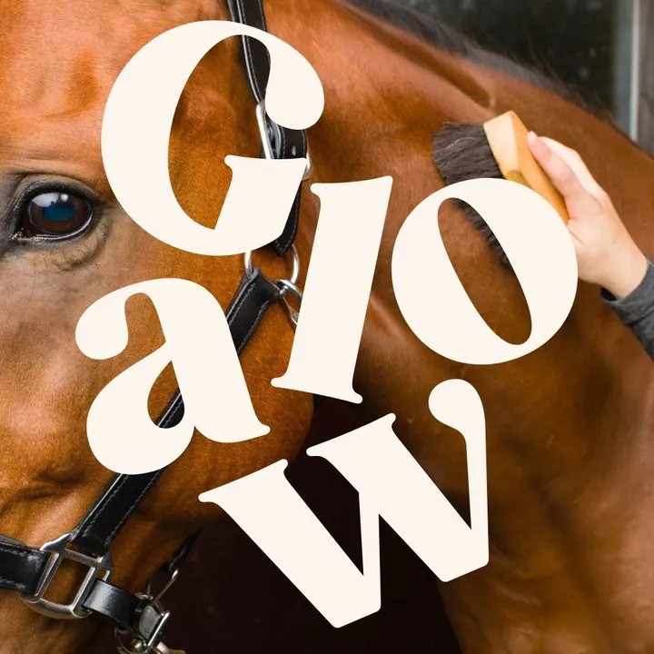 Galow Sellerie