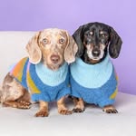 Mowgli y Oliver 🌭 Dachsunds 🌭 Sausage