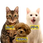 ベンガル猫クレープさん🐆白猫クリームさん🐈とペロちゃん🐶