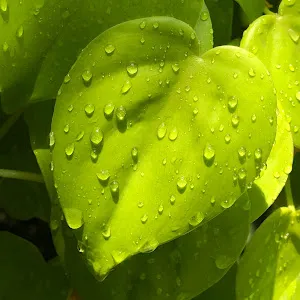 Minute Gardening