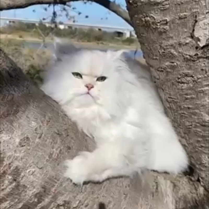 CatCurious–LearnYourCat’sMind