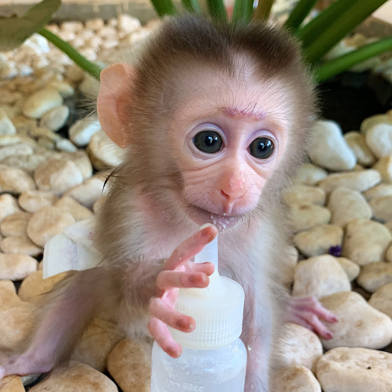 Puppy Monkey