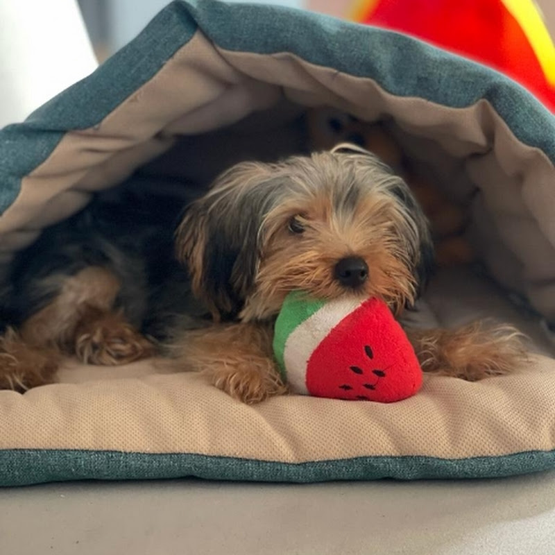 Mochi's Dog academy 🍉