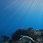 The Deep Sealife 🌊