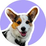 Chester the Corgi | UGC Creator | Vancouver