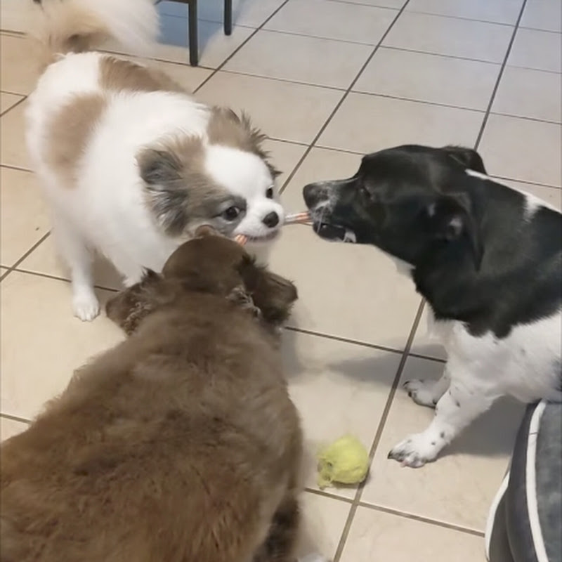  3(dogs+chaos)=happiness 