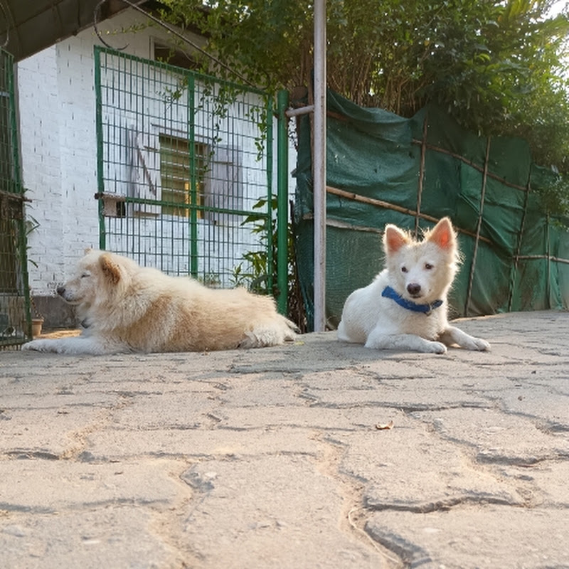 Life with Dogs