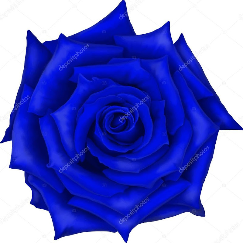 CPA Notes (Blue Rose)