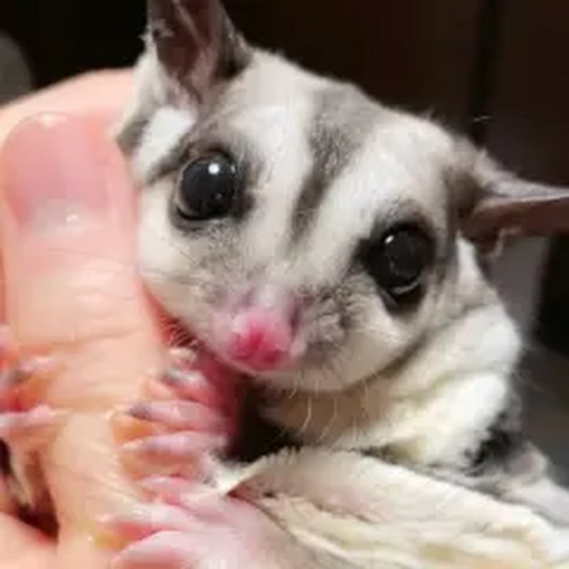 李公子的蜜袋鼯L