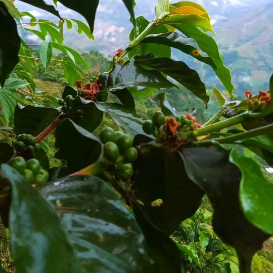 Notas del campo 💚