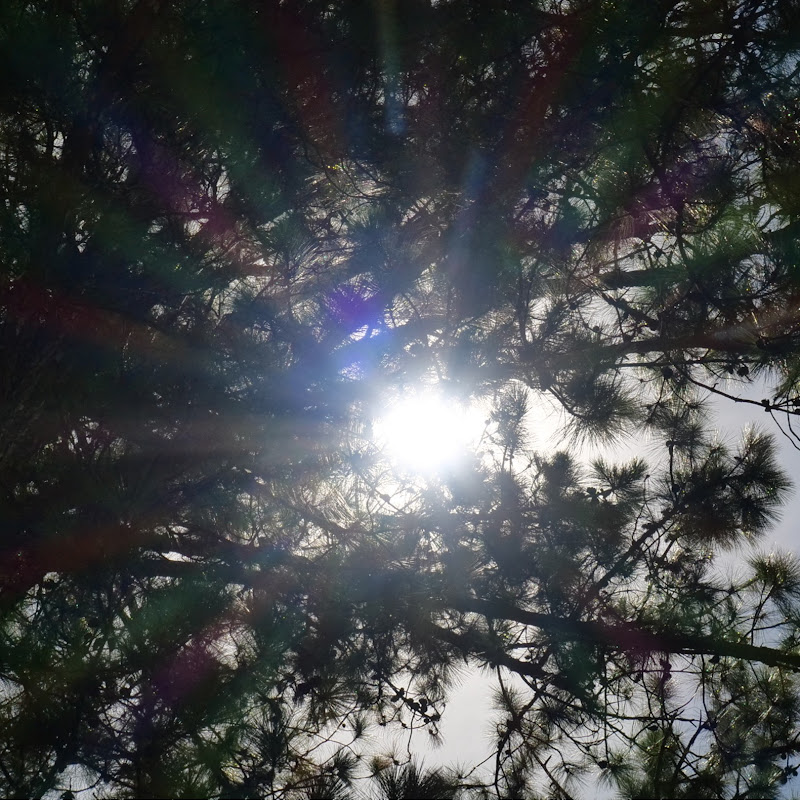 Nature Sounds ASMR