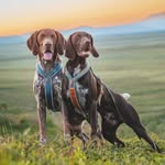 Life of Geysir and Dario