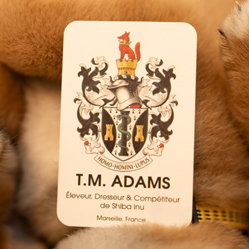 Shiba Inu Dog Tricks