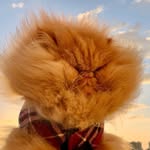 thezenkitty