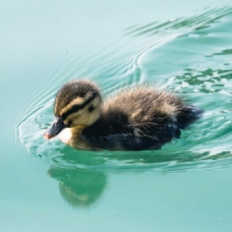 duckstory