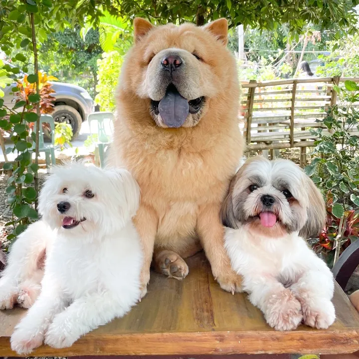 webarepupps