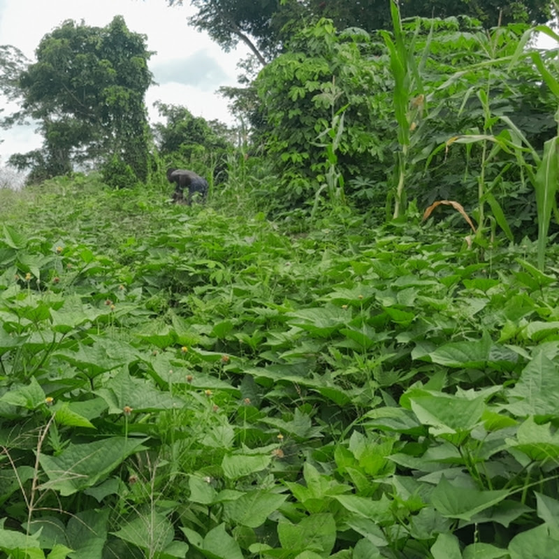 The Farming Couple