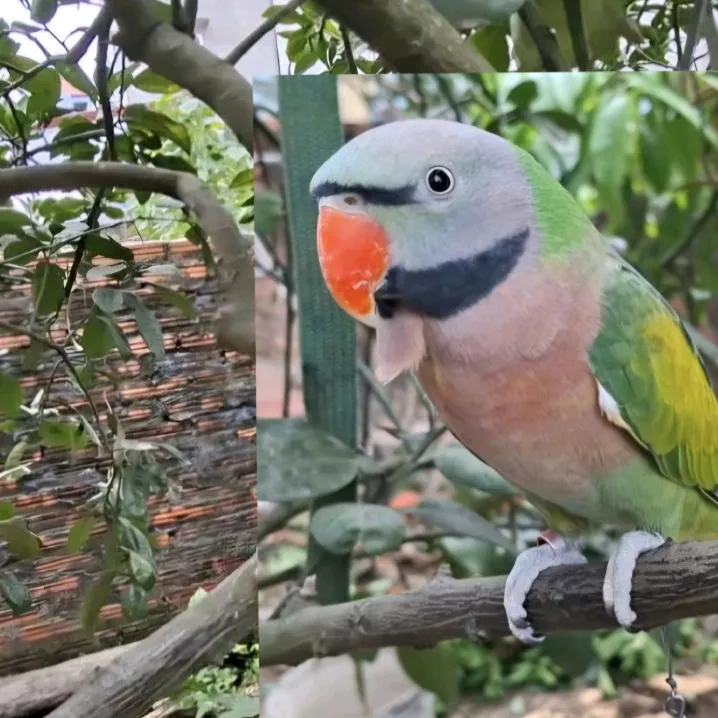 Phụ Kiện Pets