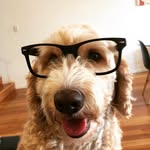 iPetStore