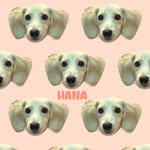 HANAの日常🎀｜クリームダックス🐾