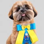 Joaquim Joca 🐾 | Shih Tzu cãorioca