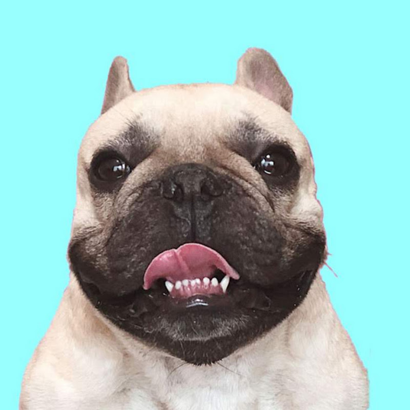 Griffin Frenchie