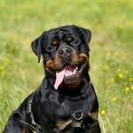 ZARAKI 🐶 le Rottweiler